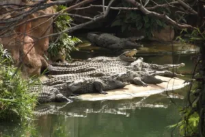thumb_croc2_1024