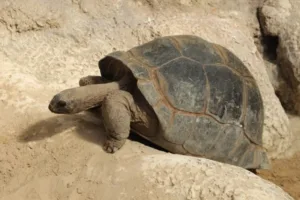thumb_tortue_1024