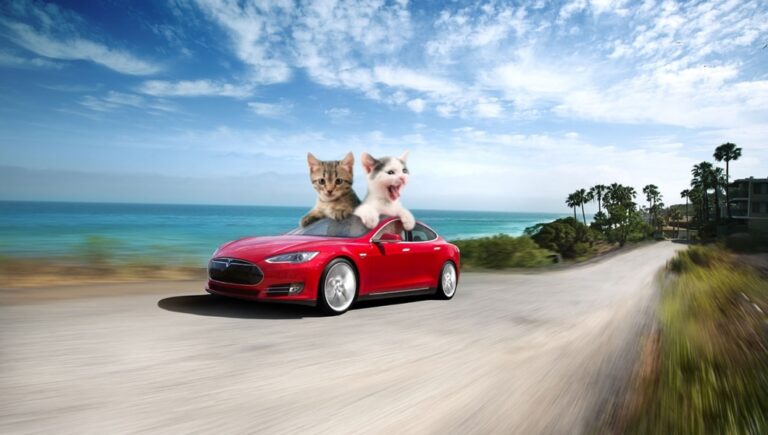 Exclusif: deux chats ont profité du confinement pour rouler en Tesla