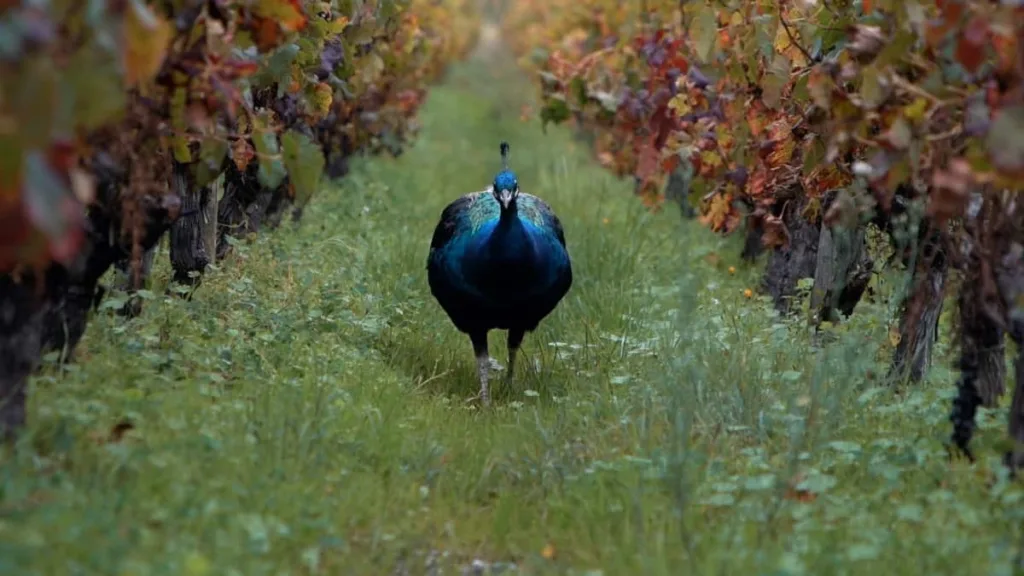 Paon traversant les vignes du domaine