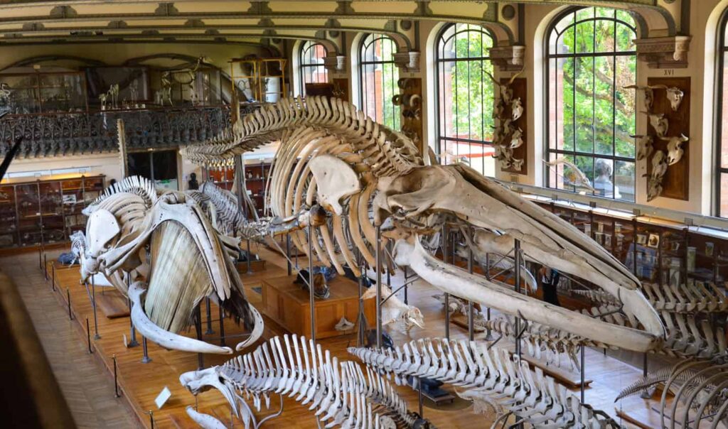 Muséum National d'Histoire Naturelle : photo de la Galerie de Paléontologie et d'Anatomie Comparée, avec les squelettes de cétacés.