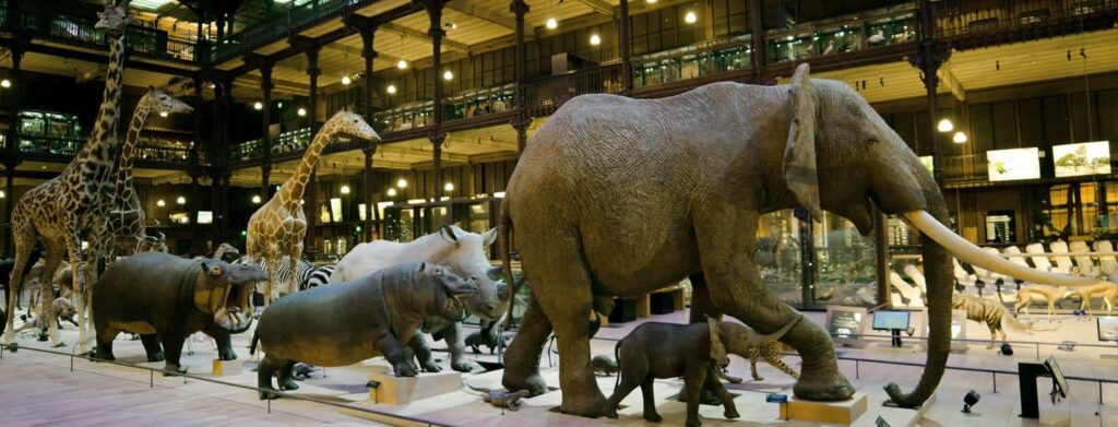 Photo du Muséum d'Histoire Naturelle : détail de la Grande Galerie de l'Evolution, avec l'éléphant, les hippopotames et les girafes naturalisés.
