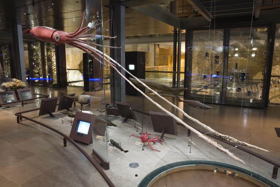 Photo du calmar géant naturalisé, situé à l'entrée de la Grande Galerie de l’Évolution, au Muséum d'Histoire Naturelle. 