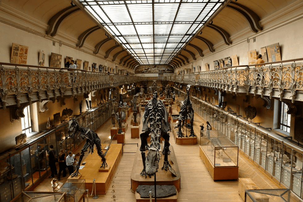 Photo de la Galerie de paléontologie et d'anatomie comparée, au Muséum d'Histoire Naturelle, présentant des squelettes de dinosaures.