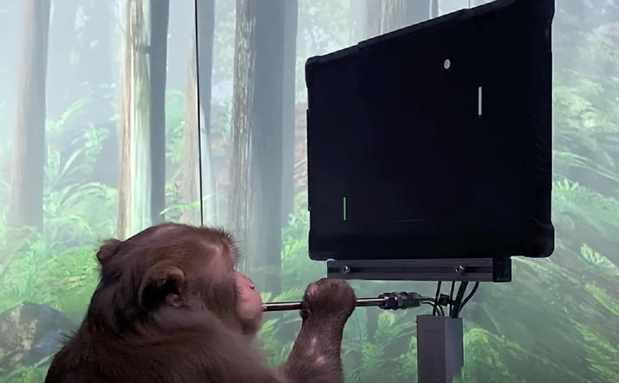 Monkey Pong