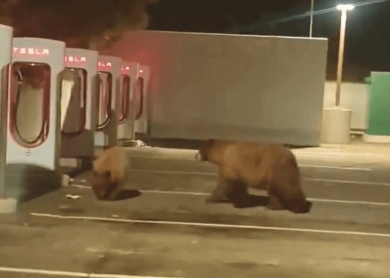VIDEO – En plein rechargement, il tombe sur des Grizzlis !
