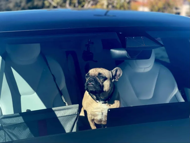 Le Dog Mode Tesla est-il la fonctionnalité favorite d&rsquo;Elon Musk ?