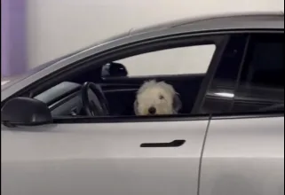L&rsquo;expérience d&rsquo;un chien avec le Tesla ASS (Actually Smart Summon)