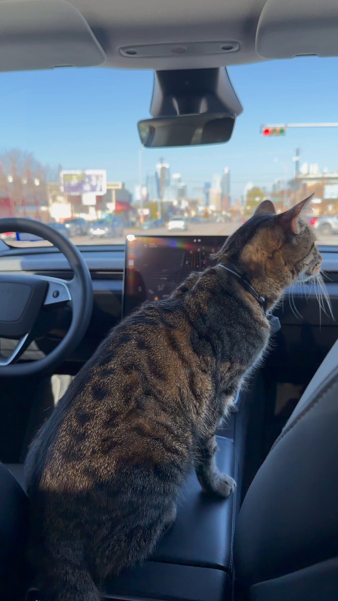 Tesla frappe fort : Un chat devient le seul « superviseur » à bord d&rsquo;un Robotaxi à Austin !